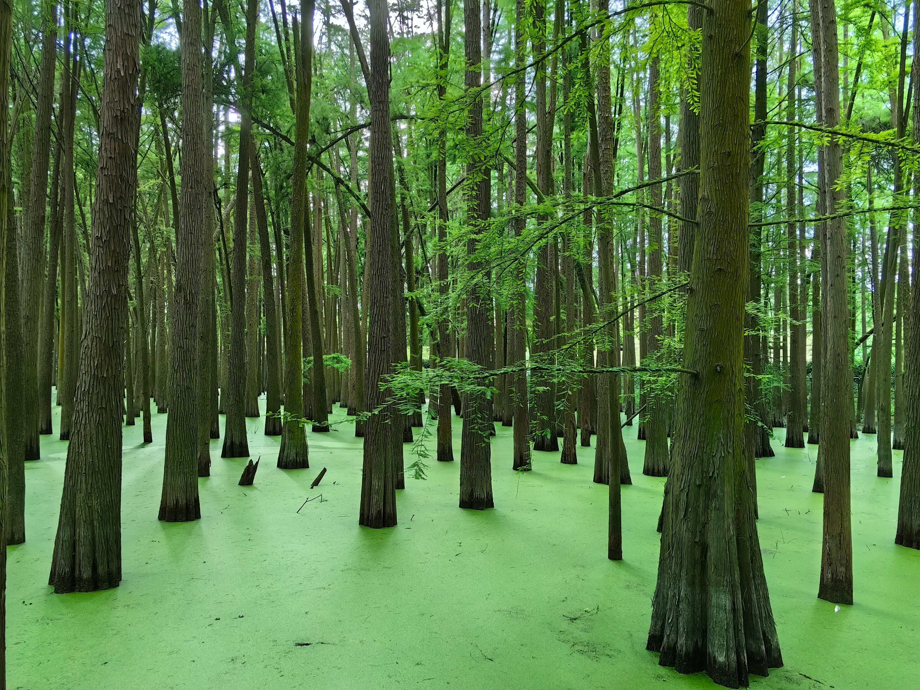 CHINA 3 THEME PARK + QINGSHAN MATCHA LAKE